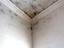 Best Mold Removal for HVAC Installations in East Islip, NY