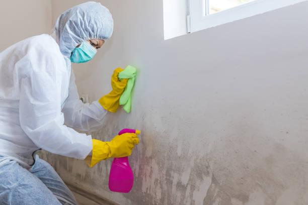 Best Basement Mold Removal in East Islip, NY