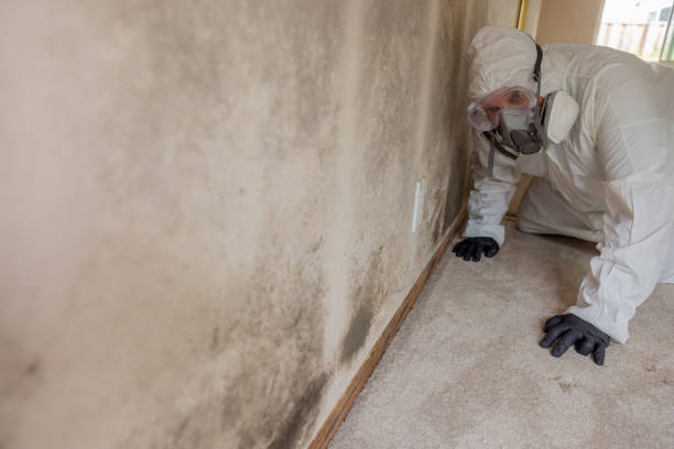 Best Black Mold Removal in East Islip, NY